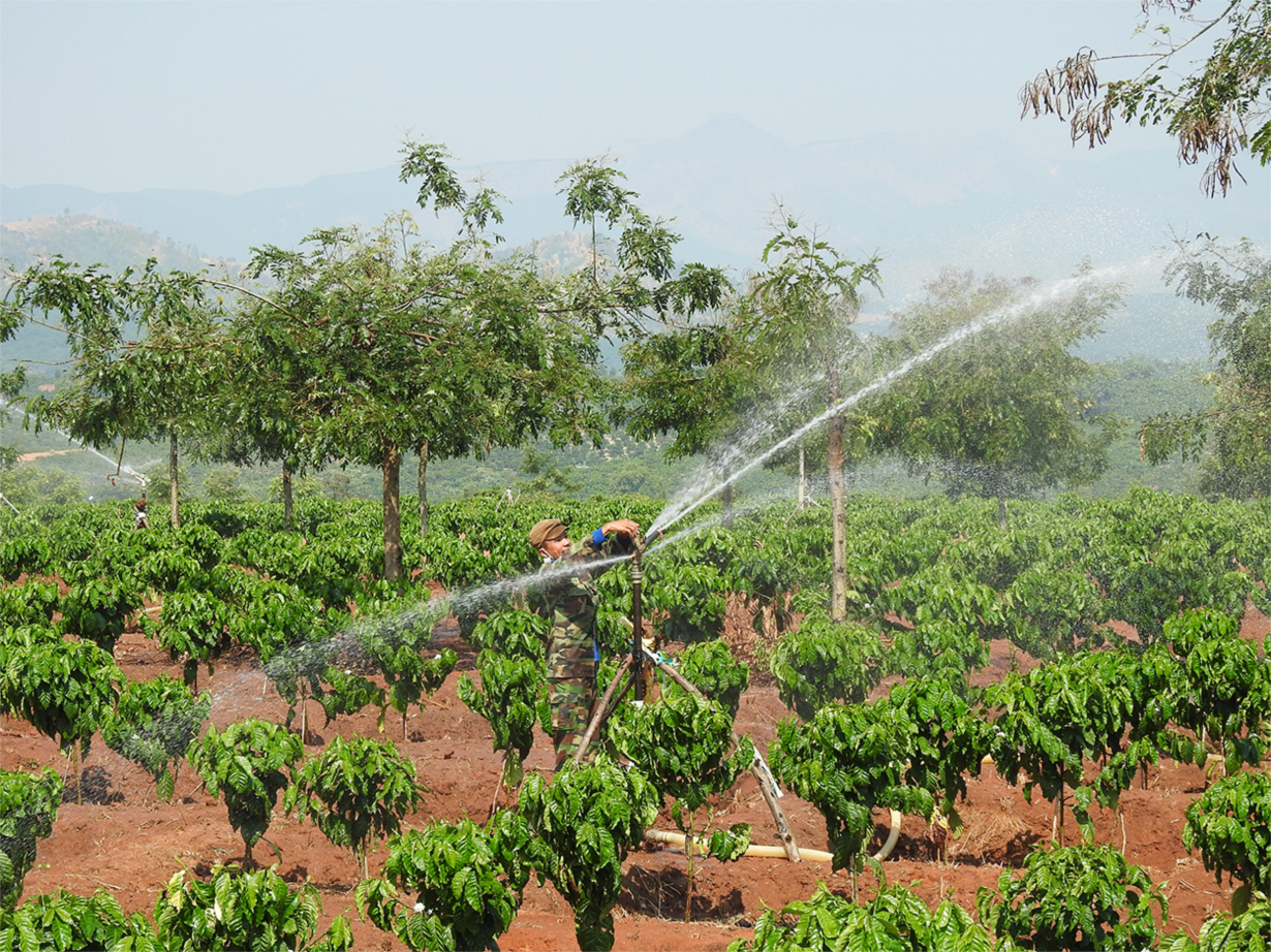 Kon Tum: Điện ra đồng giúp nhà nông chống hạn cho cây cà phê (23/3/2020)